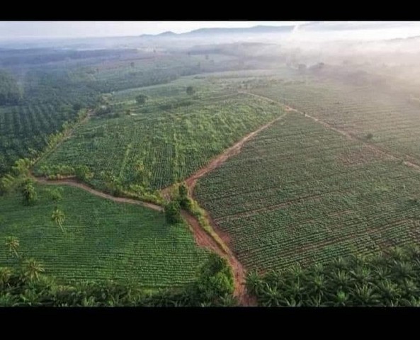 ขายที่ดิน แปลงสวย 1065 ไร่ ผังสีเหลือง แปลงใหญ่ บ้านบึง ชลบุรี
