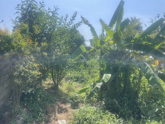 ขายด่วนที่ดินเปล่า เนื้อที่ 3 ไร่ 2 งาน 92.4 ตร.ว. ต.บัวใหญ่ อ.บัวใหญ่ จ.นครราชสีมา