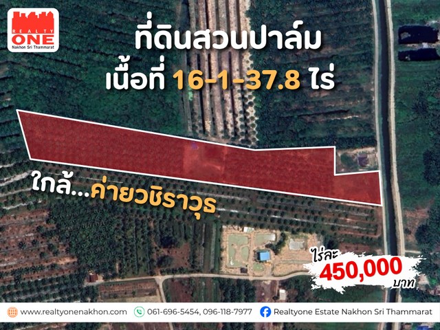สวนปาล์มพร้อมผลผลิต เนื้อที่ 16-1-37.8 ไร่ ใกล้ค่ายวชิราวุธ