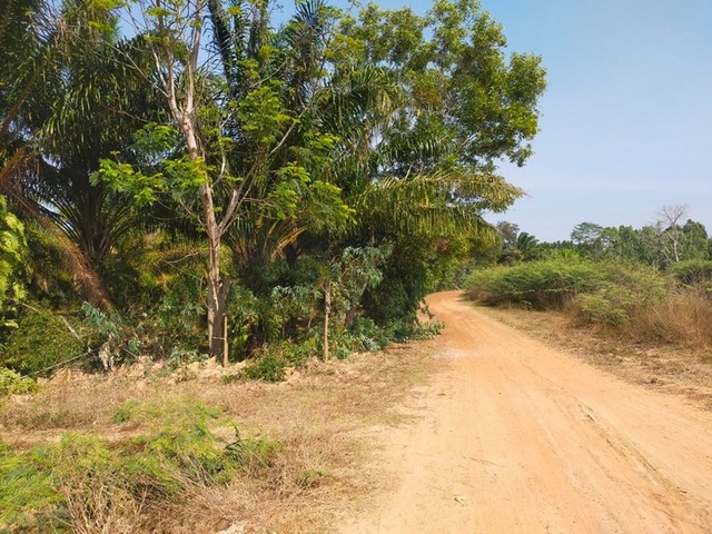 ขายที่ดิน อำเภอพนมดงรัก จังหวัดสุรินทร์ ถนนบ้านรุน - บ้านโคกแสง ราคาโปรโมชั่น