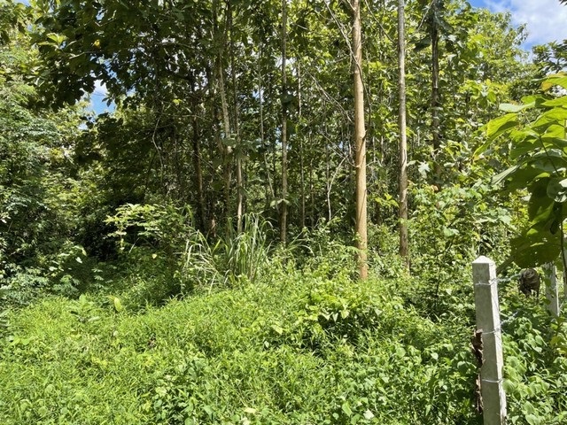 DSL-133 ขาย ที่ดิน ที่ดิน เชียงคาน จ.เลย ใกล้กับ ห่างถนนคนเดินเชียงคาน 1 กม. เลย    19 ไร่ 1 งาน 7774 ตารางวา