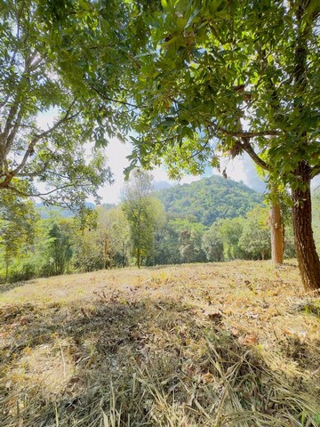 ที่ดินวิวเขายกแปลง ทางขึ้นม่อนแจ่ม โป่งแยง แม่ริม