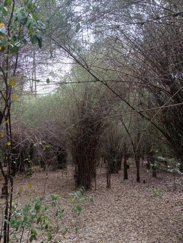 ขายที่ดินตำบลจรเข้สามพัน อำเภออู่ทอง จังหวัดสุพรรณบุรี เนื้อที่ 1 งาน 99 ตารางวา