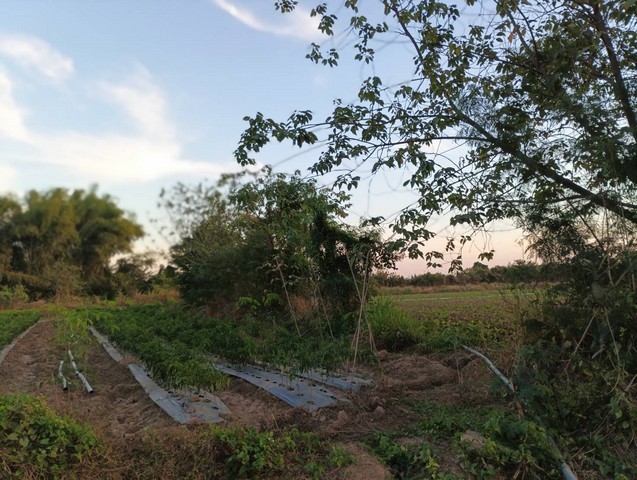 คุยง่ายขายคล่องให้ทางเลือก ที่ติดแม่น้ำโขง ต.กุดบง อ.โพนพิสัย จ.หนองคาย  หลังติดแม่น้ำโขง ไร่ละ 2ล้านบาท โทร 096-882-1857