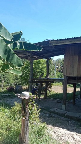 ฝากไว้ให้พิจารณานะคะ ขายบ้านไม้ จ.สิงห์บุรี  วิถีไทย  ต.โพทะเล วิถีไทย 262 วา ต.โพทะเล อ.ค่ายบางระจัน สิงห์บุรี 500000บาท