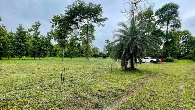 ขายที่ดิน13 ไร่  แม่แตง  ต อินธขิน   เชียงใหม่ วิวธรรมชาติ