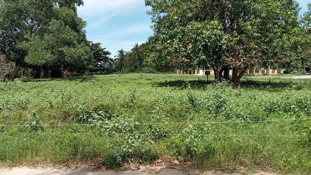 ขายที่ดินเปล่า ปะทิว ชุมพร ห่างจาก หาดทุ่งวัวแล่น  2.90 กม. ราคาโปรโมชั่น