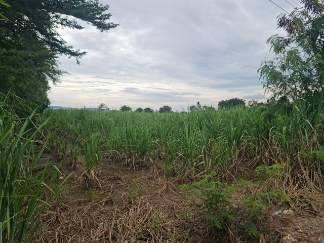 สรรหาทรัพย์ดีเพื่อคนไทย ที่ปากช่อง 2ไร่- 8ไร่ โฉนด ต.วังไทร อ.ปากช่อง จ.นครราชสีมา ไร่ละ  2.9 ลบ.สูงจากระดับน้ำทะเลมาก น้ำไฟพร้อม