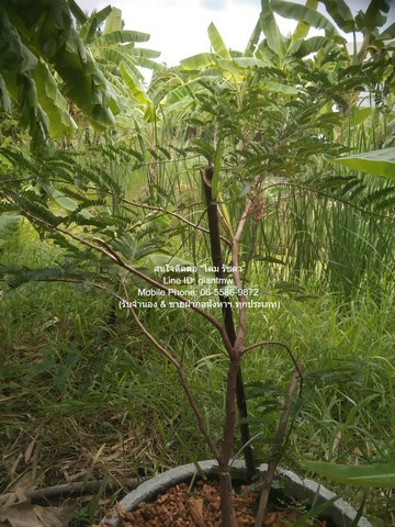 //ถูก//ขายที่ดินสวนผลไม้ ซ.แย้มผกา 2 (บางบอน 4) 236.60 ตร.ว. ราคา 4.5 ล้านบาท