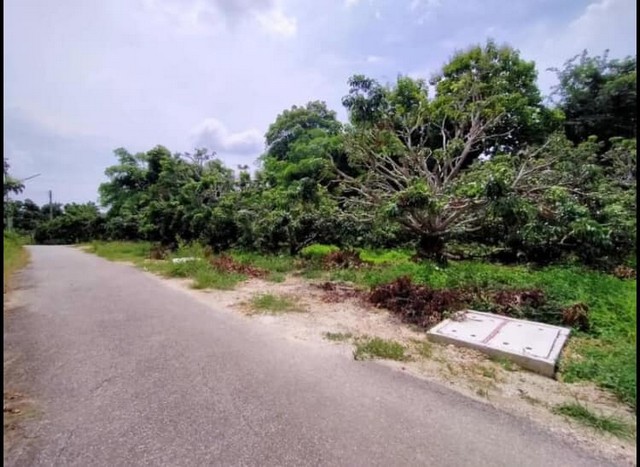 ขายที่ดิน3งาน 1.96ล้านบาท สวนลำไย ถนน ไฟฟ้า ประปา เขตติดต่อ สารภี แดนเมือง ต.อุโมงค์ เมืองลำพูน