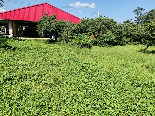 ขายที่ดินเปล่า 2งาน36ตรว. 1.5ลบ. น้ำไม่ท่วม น้ำประปา ไฟฟ้า เข้าถึง ต.ยางเนิ้ง อ.สารภี เชียงใหม่