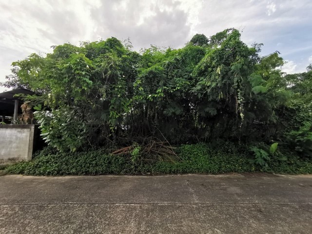 ขายที่ดินว่างเปล่า  อำเภอเมืองอุบลราชธานี อุบลราชธานี