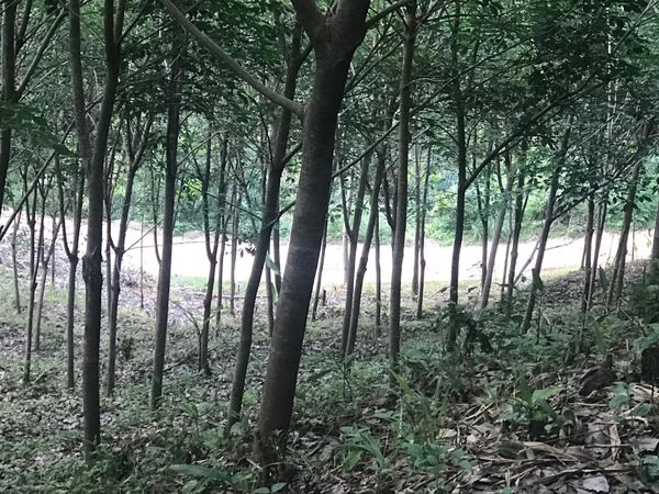 ขายด่วนที่ดิน วิวทะเล ทำเลสวย บรรยากาศดี เขาหลัก จังหวัดพังงา