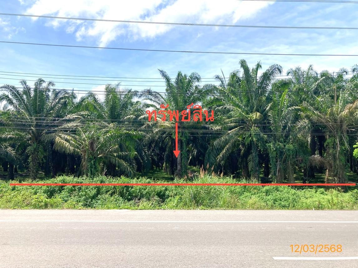 ขาย ที่ดิน สุราษฎร์ธานี อำเภอ พุนพิน จังหวัด สุราษฎร์ธานี