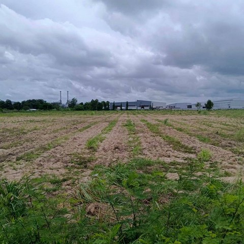 ขายที่ดินระยอง มาบยางพร ปลวกแดง แปลงสวย ติดนิคมอีสเทิร์นซีบอร์ด FP-L01606
