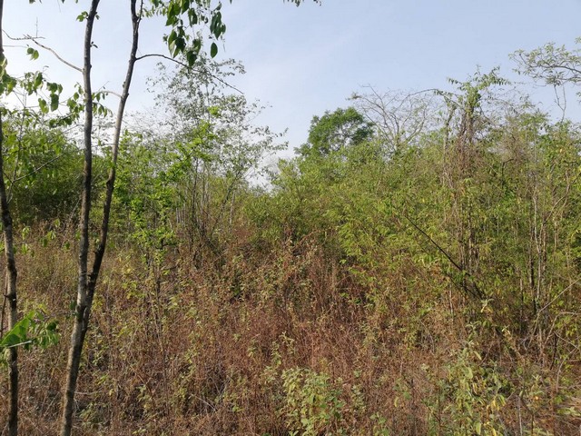 บอกขายที่ดินทำเลดีราคาคุยได้  ขายที่สวยติดทางหลวง1107 บ้านตาก จ.ตาก คมนาคมสะดวก ไร่ละ 300000 ต.ตากตก อ.บ้านตาก  จ.ตาก  0837124115