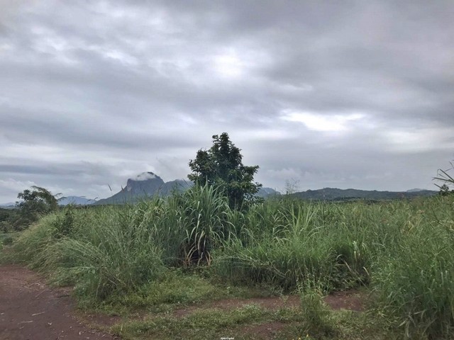 ขายที่ดิน เมืองเลย ถนนบ้านไร่ทาม-บ้านสงเปลือย  ราคาโปรโมชั่น ลดพิเศษ