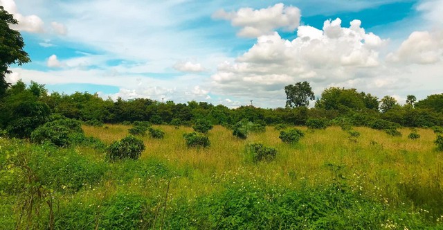 ขายที่ดินสวนลำไย 14-2-65ไร่ 4.5ล้านบาท ถนนคอนกรีต น้ำประปา ไฟฟ้า ต.บ้านแป้น อ.เมือง ลำพูน