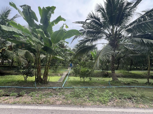 ขายที่ดินสวยๆ สวนส้มโอและมะพร้าวน้ำหอม อ.อัมพวา จ.สมุทรสงคราม เนื้อที่ 1 ไร่ 36 ตารางวา