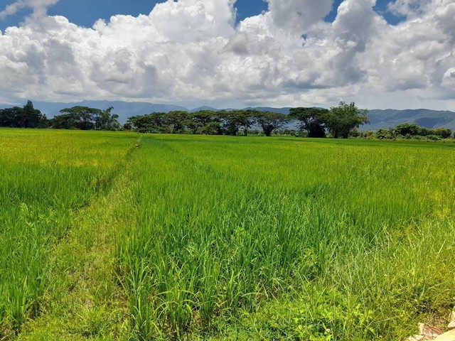 ขายด่วนๆ ที่ดิน 2 แปลง ติดถนน  4ไร่ 14 ตร.วา และ  3 ไร่ 1 งาน 82 ตร.วา ที่ตั้ง ต.ม่วงคำ อ.พาน จ.เชียงราย