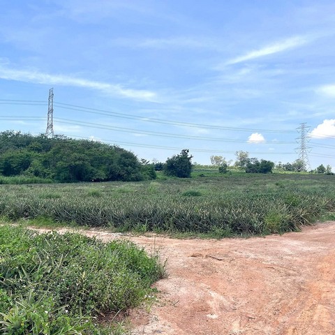 ขายที่ดินผังม่วงนิคมพัฒนาระยอง ขายที่ดินเนื้อที่ 23-2-12 ไร่ใกล้นิคมอุตสาหกรรมปิ่นทอง 6 ผังสีม่วง