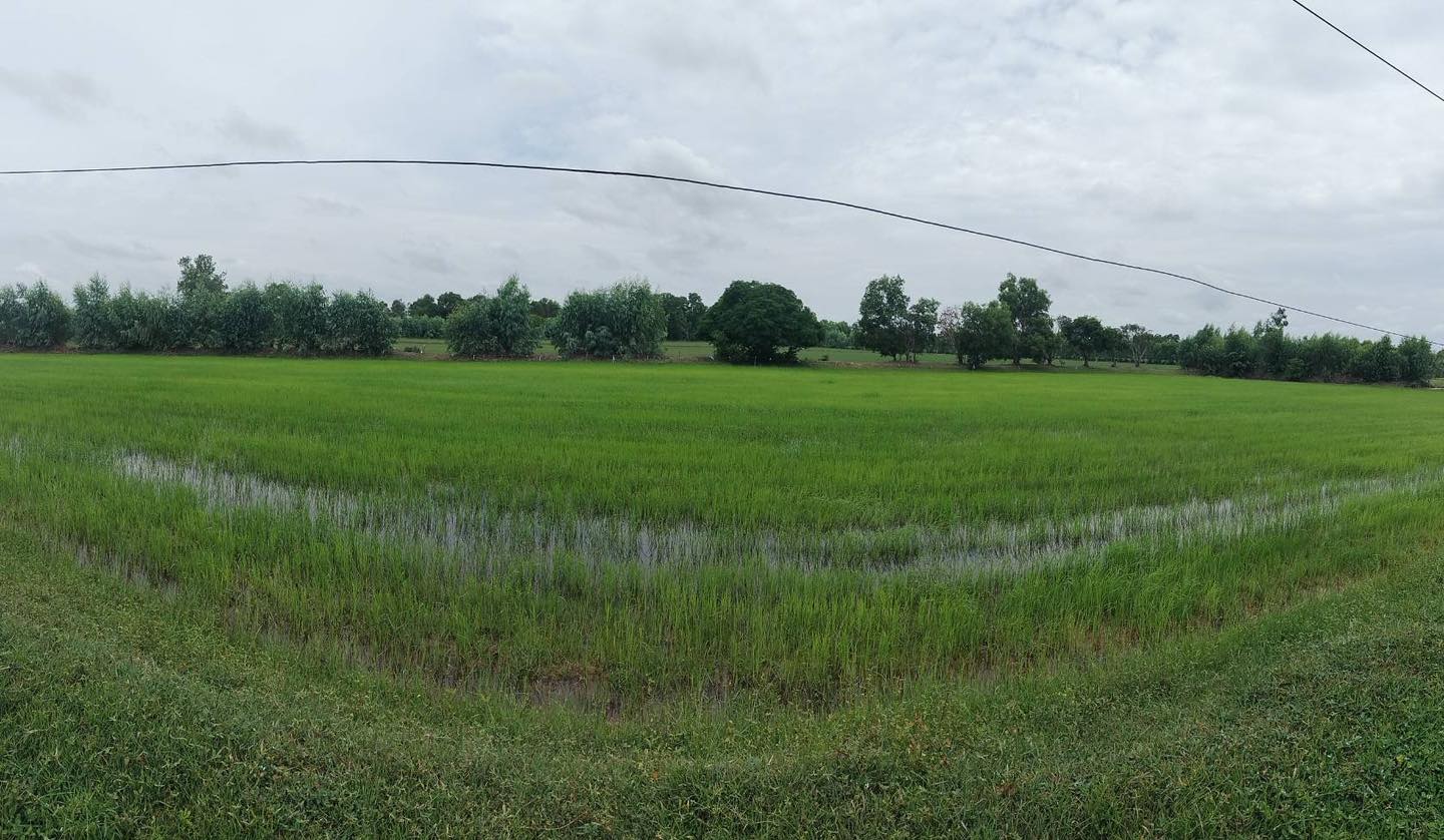 ขายด่วนที่ดินร้อยเอ็ด อำเภอสุวรรณภูมิ 33 ไร่ ราคาคุยกันก่อนได้