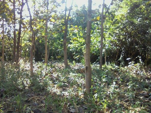 ขายที่ดินสวนต้นไม้สัก 1งาน 450000บาท ถนน ไฟฟ้า ประปา ต.บ้านกาด อ.แม่วาง เชียงใหม่