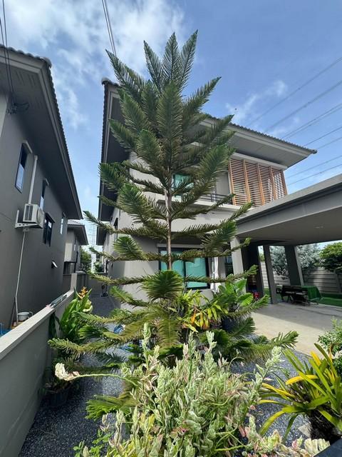 ให้เช่าบ้านเดี่ยว 2 ชั้น 56 ตร.ว. Como Botanica Bangna อยู่หลังริม ใกล้เมก้าบางนา