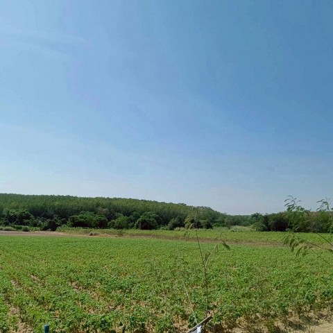 ขายที่ดินเขาคันทรง ศรีราชา แปลงสวย ทำเลดี เยื้องๆนิคมโรจนะ บ่อวิน FP-L01552