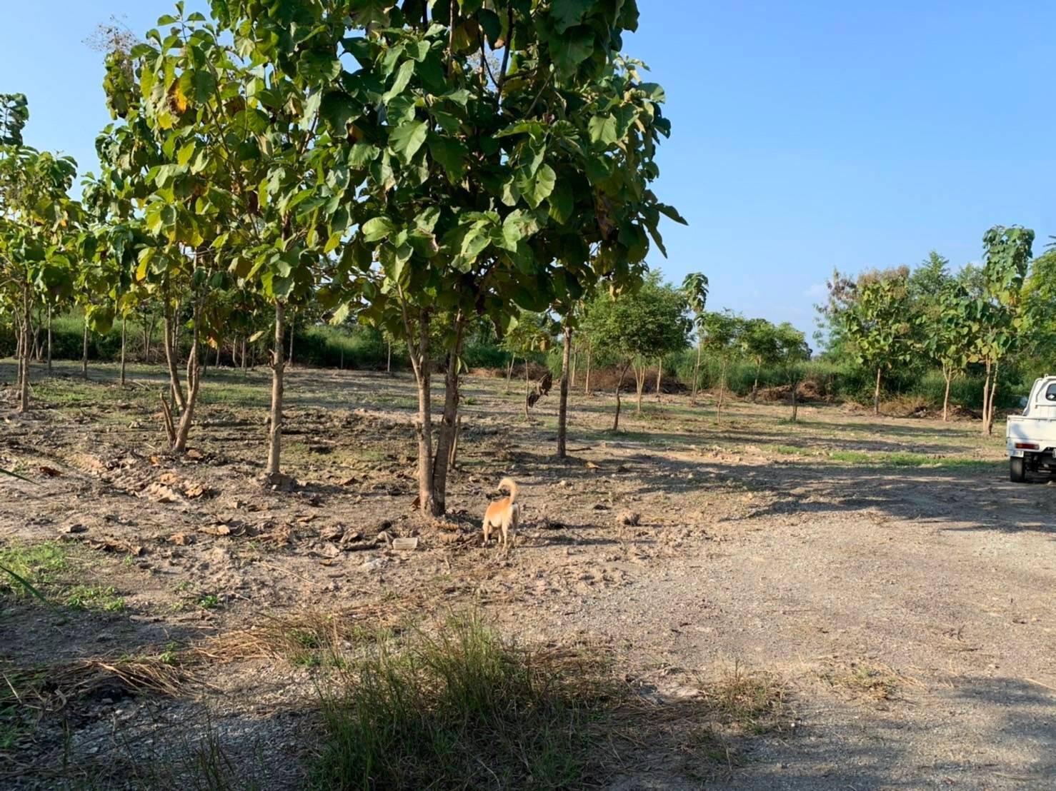 ขายที่ดินแบ่ง 216ตรว. 756000บ. ถนน น้ำ ไฟฟ้า บ้านสันทราย ต.บ้านธิ อ.บ้านธิ ลำพูน