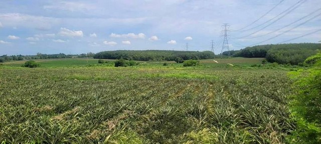 ขายที่ดินศรีราชา เขาคันทรง แปลงสวย ทำเลงาม ใกล้นิคมโรจนะ บ่อวิน2 FP-L01837