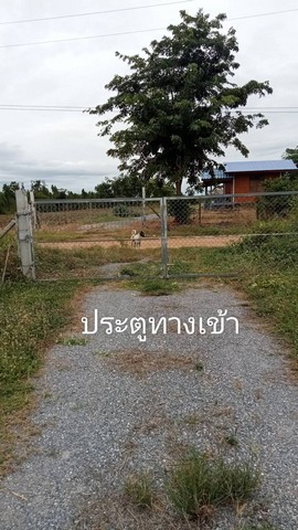 ที่ดินขนาด 3 ไร่  ตำบลหนองประดู่ อำเภอเลาขวัญ จังหวัดกาญจนบุรี