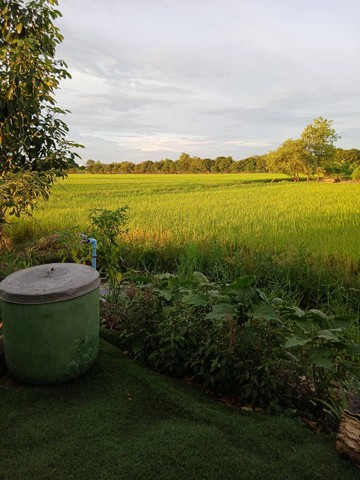 สู่ยุคหาที่ทำทางเศรฐกิจ ให้เช่าบ้านไม้ถ่ายหนังถ่ายละคร MV โฆษณา หนังสั้น คอนเท้นท์ บ้านสวยวิวทุ่งนา ไทรน้อย 0968821857