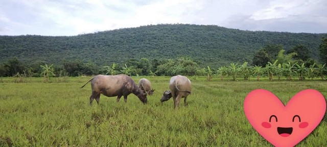 ที่ดินบ้านพร้อมโอนเจ้าของขาย ขายที่ดินสวยติดภูเขา เทือกเขายาวเรียงแนว ดินดีสมบูรณ์ทรัพย์ในดิน ฟ้าใสวิวหลักล้าน ต.นาจาน อ.สีชมพู จ.ขอนแก่น
