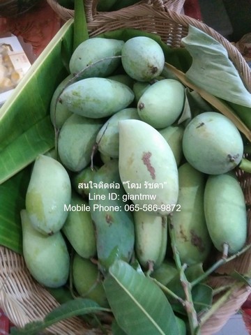 ขายที่ดินสวนผลไม้หลากหลายชนิด อ.เมืองนครปฐม 3-3-90 ไร่ (1590 ตร.ว.) ราคา 5 ล้านบาท