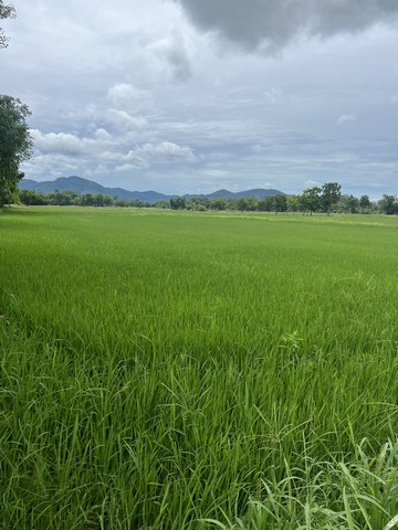 ขายที่ดินตำบลเมืองเก่า อำเภอเมืองสุโขทัย จังหวัดสุโขทัย เนื้อที่ 20 ไร่ 2 งาน 71 ตารางวา