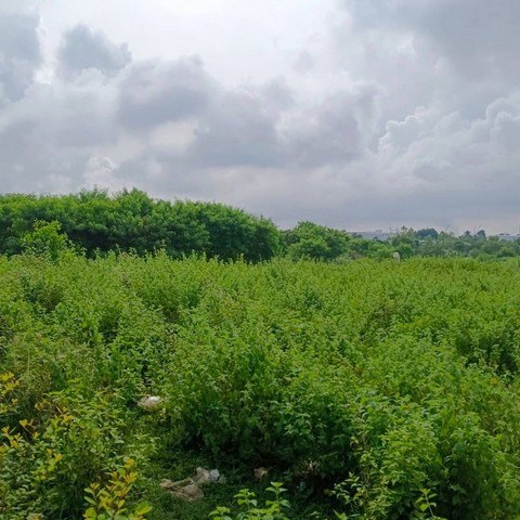 ขายที่ดินแปลงสวย เขตเขาคันทรง ศรีราชา ชลบุรี FP-L01620