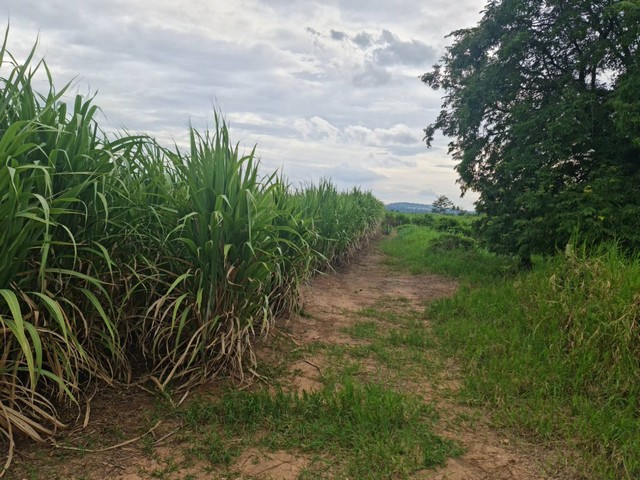 พรีเซ้นทรัพย์ทำเลทองใกล้สิ้นปี ที่ปากช่อง 2ไร่- 8ไร่ โฉนด ต.วังไทร อ.ปากช่อง จ.นครราชสีมา ไร่ละ  2.9 ลบ.สูงจากระดับน้ำทะเลมาก น้ำไฟพร้อม