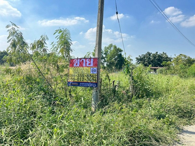 ขายที่ดิน 200 ตารางวา  ติดถนนเทศบาลตำบลหมอนนาง  พนัสนิคม  ชลบุรี  ZT861