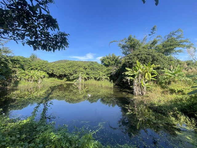 ขายที่ดินเหมาะทำการเกษตร หรือบ้านสวน แม่ทาลำพูนขายถูกๆ 6 ไร่เศษ