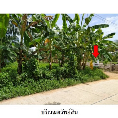 ขายที่ดินว่างเปล่า ถนน บ้านแค ตำบล บ่อแดง อำเภอ สทิงพระ จังหวัด สงขลา