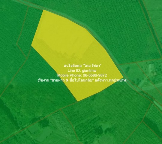 ขายที่ดินทางการเกษตรแปลงใหญ่ อ.ภูเรือ จ.เลย 18-2-64 ไร่ ราคา 5.59 ล้านบาท