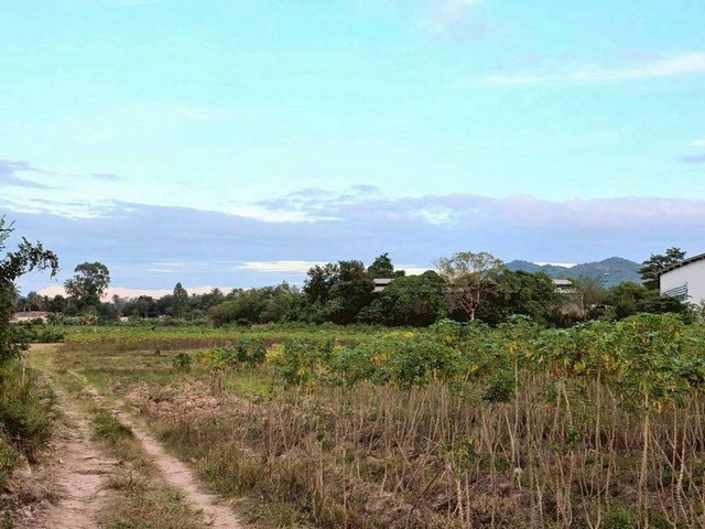 ขายที่ดิน 32 ไร่ ใกล้มอเตอร์เวย์ ตะเคียนเตี้ย เขาไม้แก้ว เหมาะทำโครงการ TP-L1877