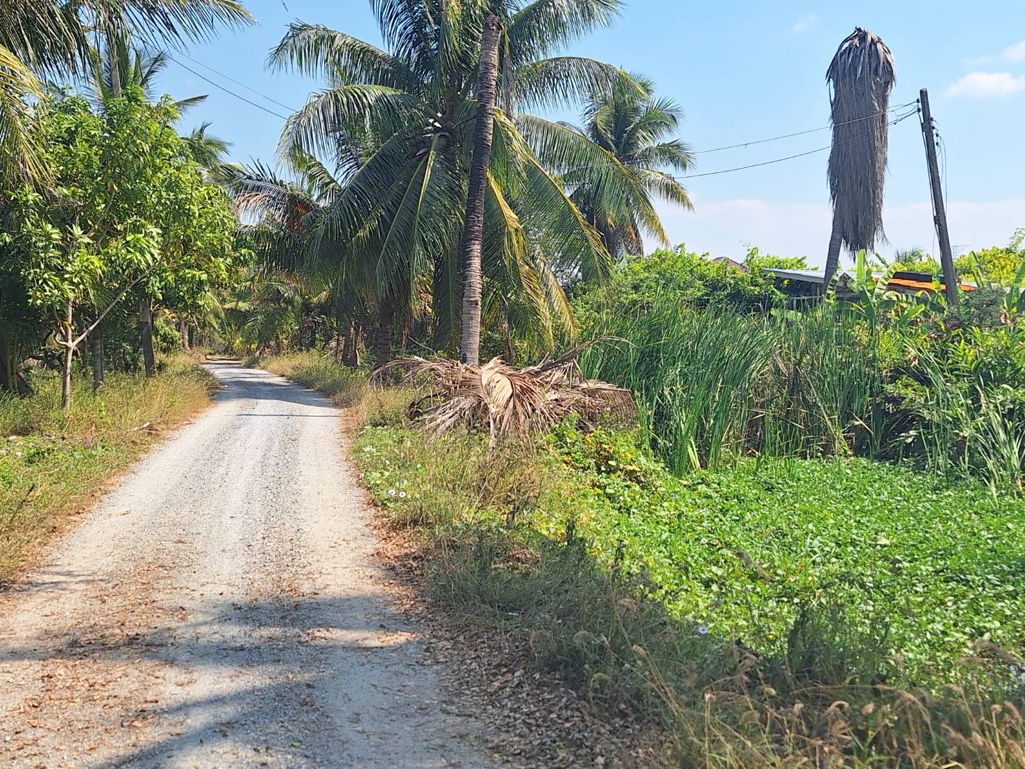 ขายที่ดิน 4-0-87 ไร่ อ.ลาดบัวหลวง จ.พระนครศรีอยุธยา ใกล้ถนนหมายเลข 4009