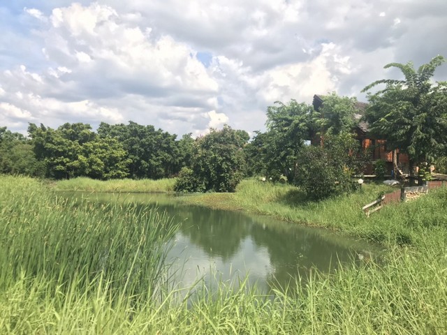 ขายที่ดิน 100 วาในกฤษดานคร บรมราชชนนี บรรยากาศดี ร่มรื่นด้วยต้นไม้